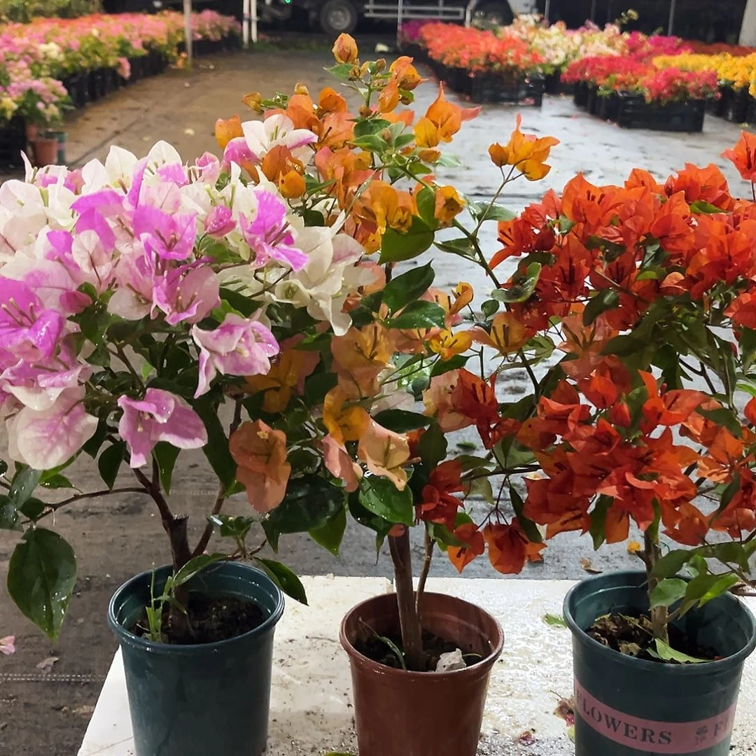 大部分花苞少量开放章红英，唐三彩，红桑巴