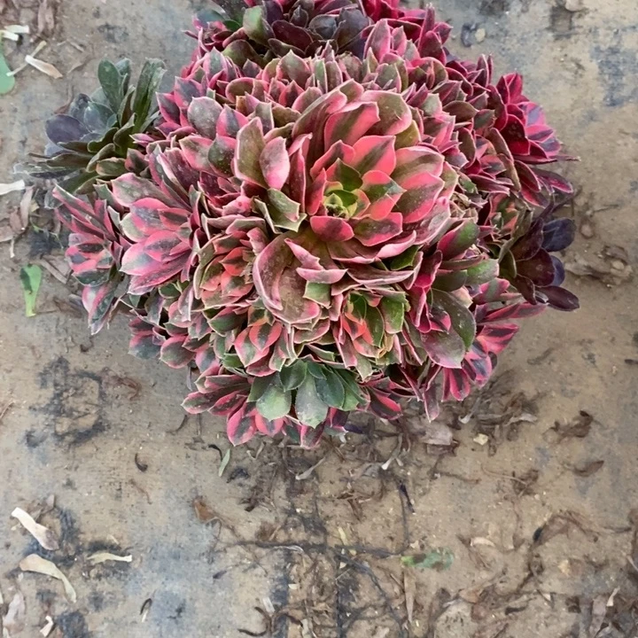 女妖50多肉植物法师法师