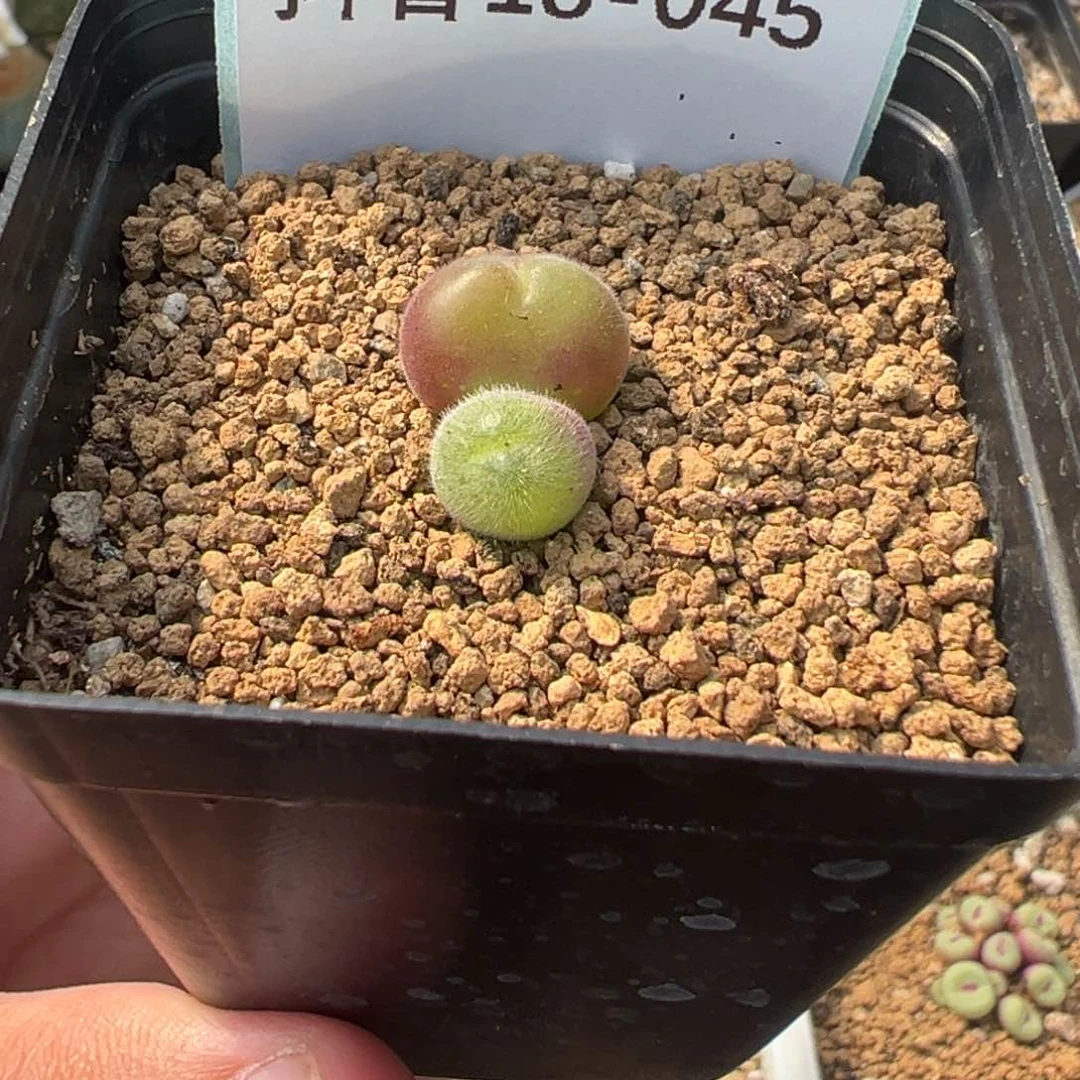 18-45长毛翠滴玉多肉植物