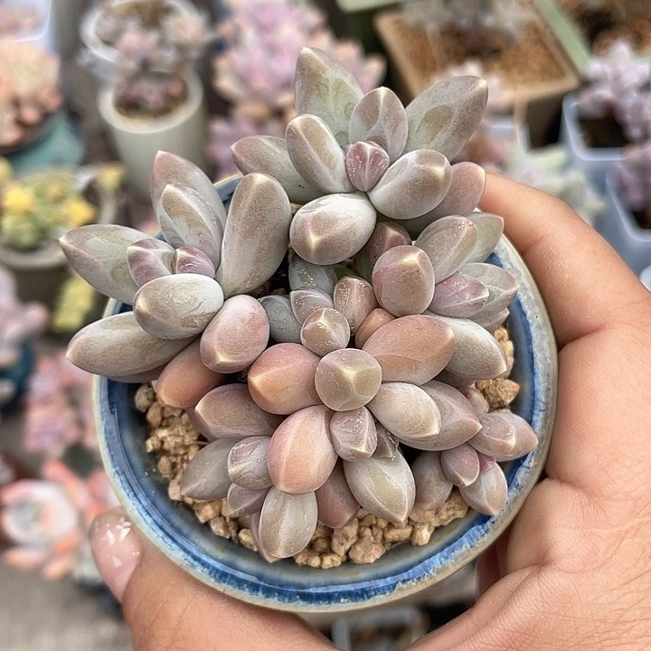 黄体乌拉 脱土发货 7口盆
