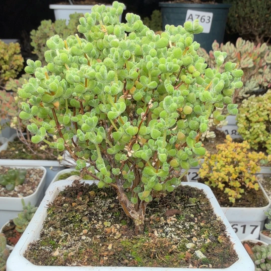 A679莱斯整点半价