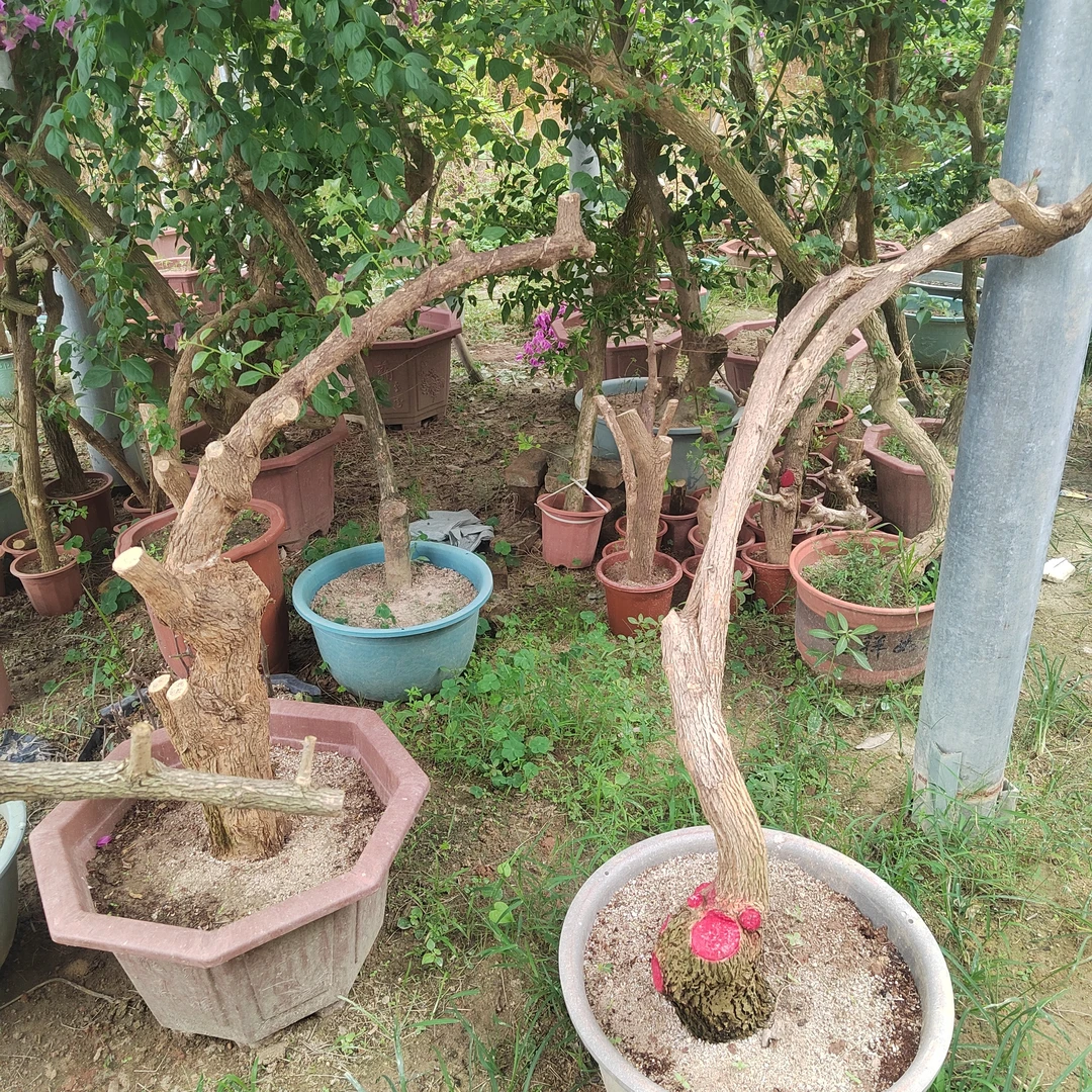 生桩不包活！没售后！