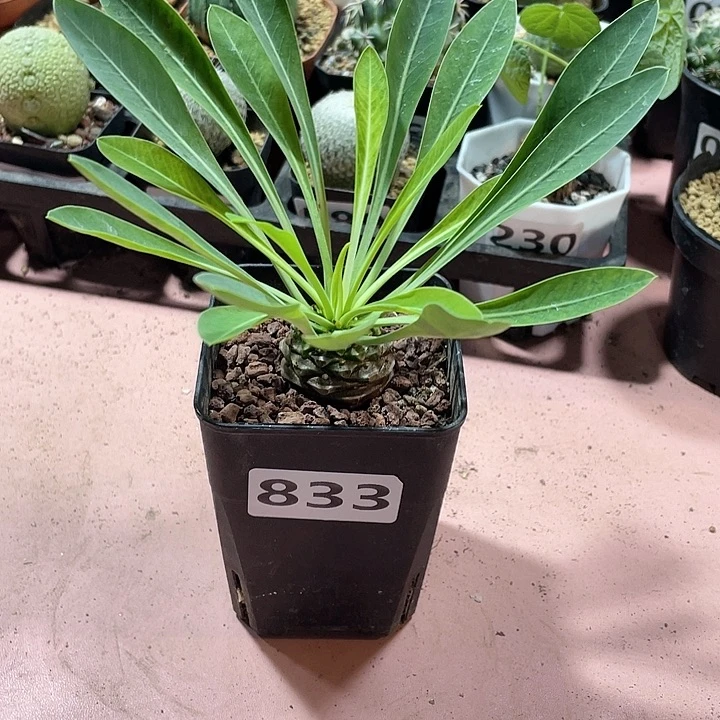 833铁甲丸菠萝球，