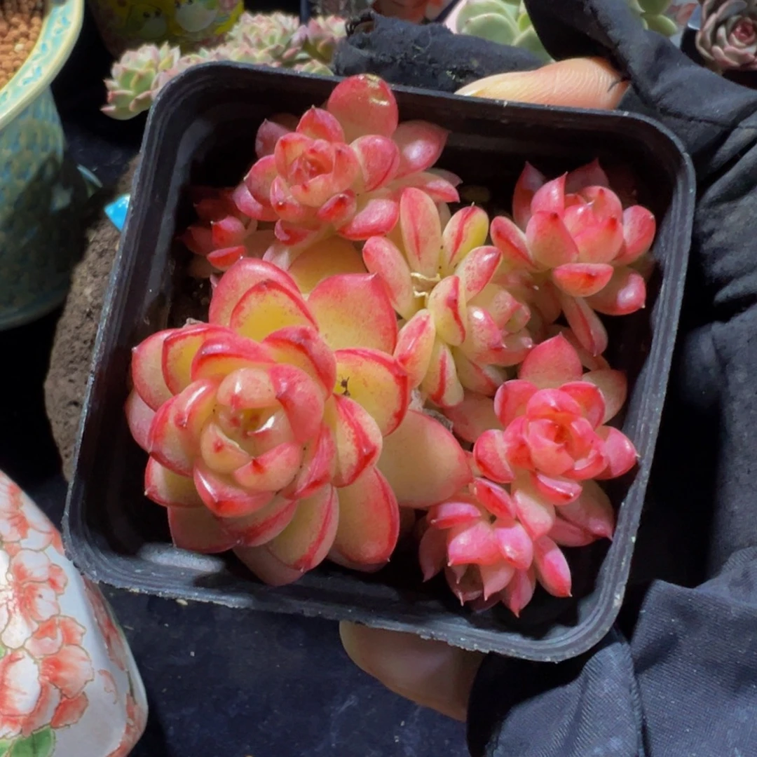 珍妮群生天天开心