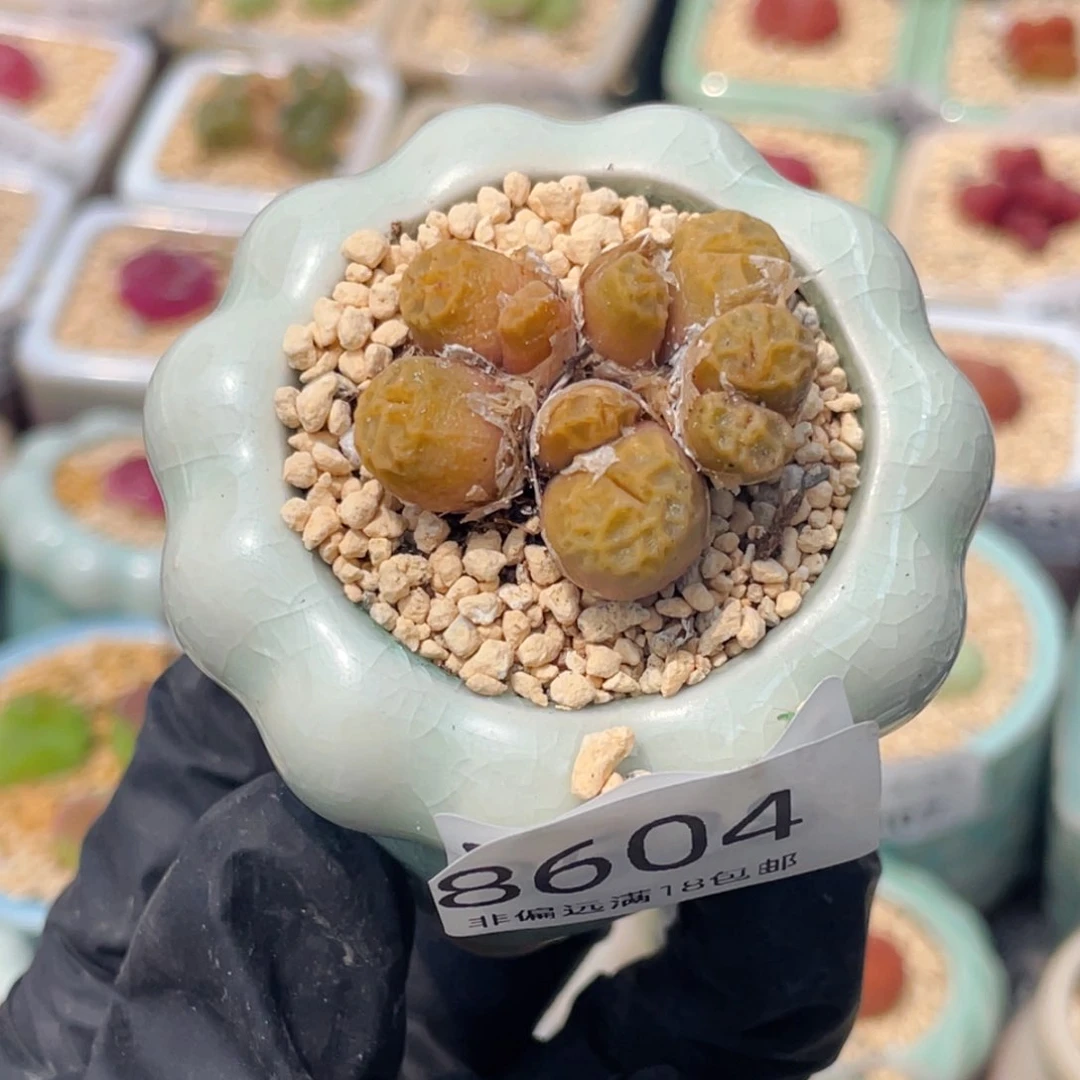 无花朵8604--一物一拍带盆