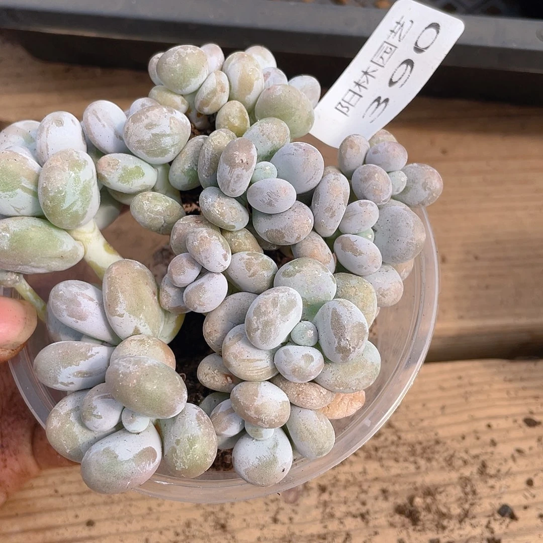 多肉植物多肉植物390