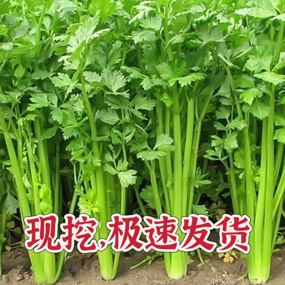山东 自产自销 现挖现发 鲜芹菜