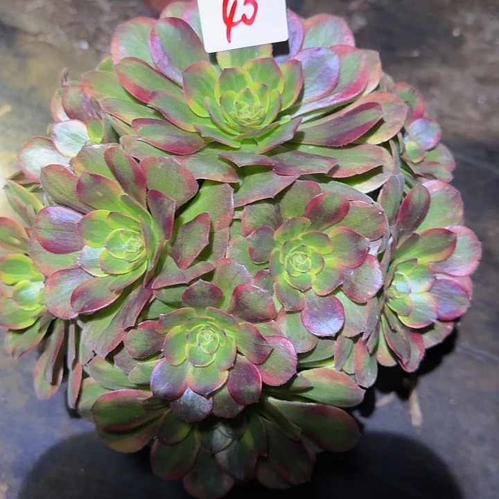 精品火狐狸捧花福利40