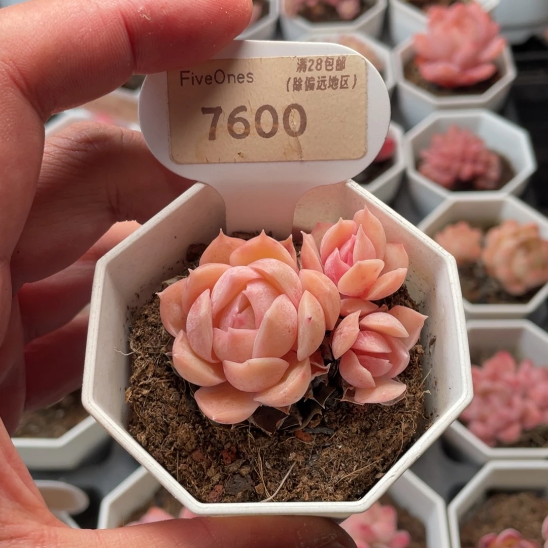 昂斯诺7600-5厘米
