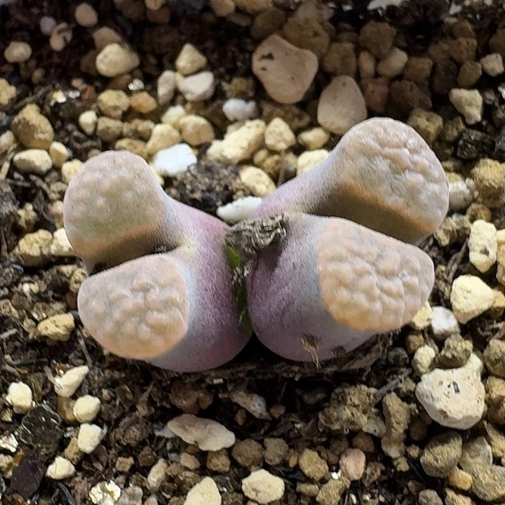 老马生石花磁铁2543