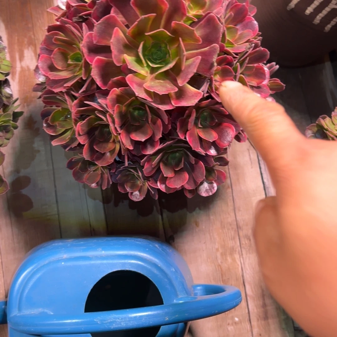 金***津无花朵1棚法师000000美杜莎