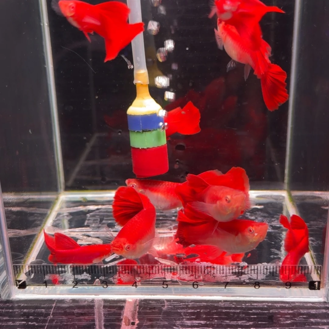 孔雀鱼美系大背血红8➕2备损