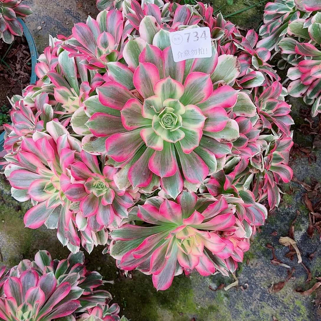 无花朵心*多肉植物734男神