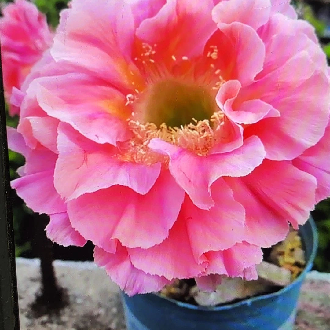 南方淑女彩颗侧牙20包邮19