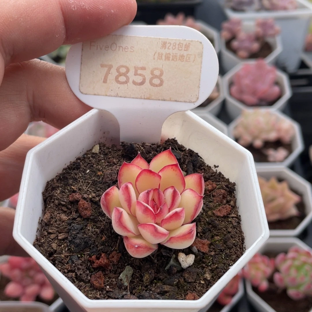 红边灵影7858-3厘米