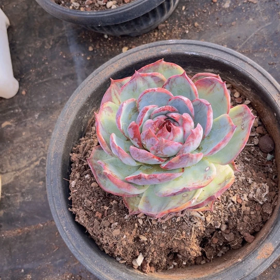 兔***子惊鸿仙子单头，官服11