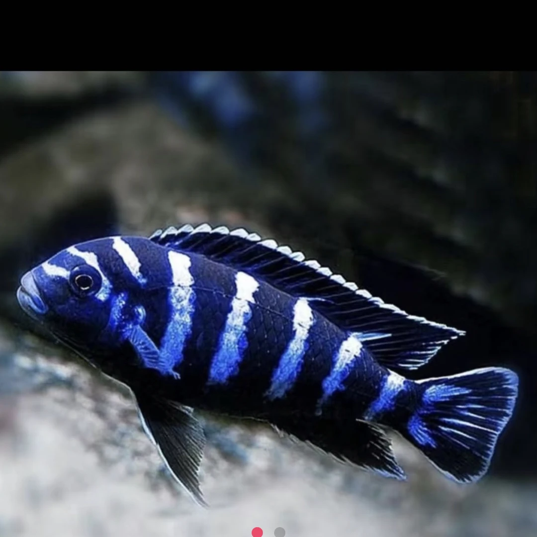 小型热带观赏鱼特蓝斑马三湖慈鲷，皮实易养耐活淡水鱼