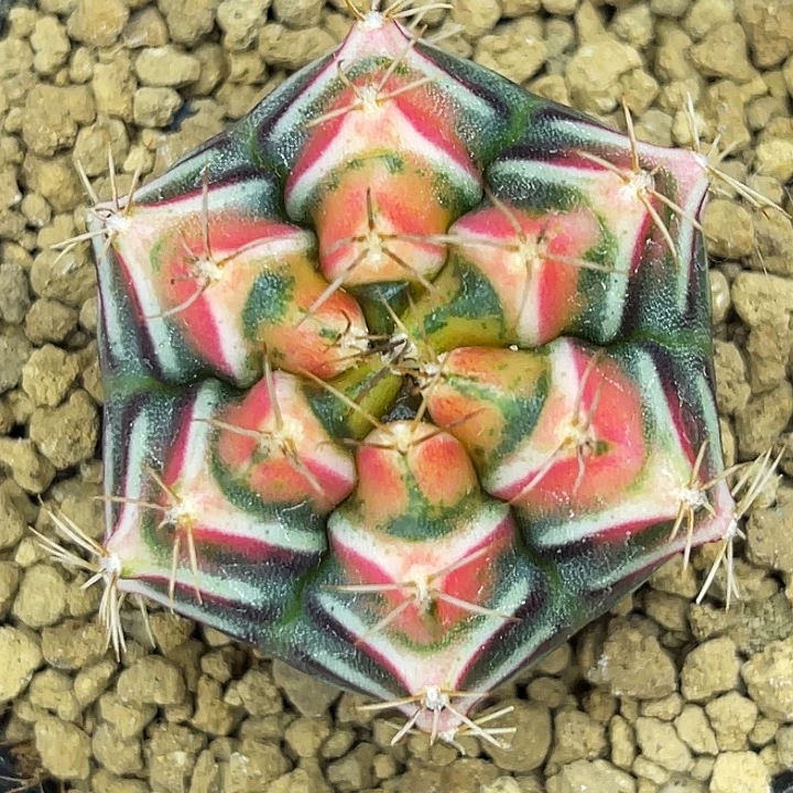 荧光朋克 一物一拍