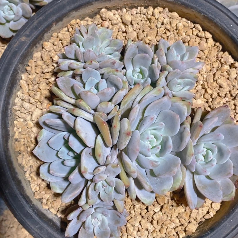 【闪购商品】莎*姐莎莎姐