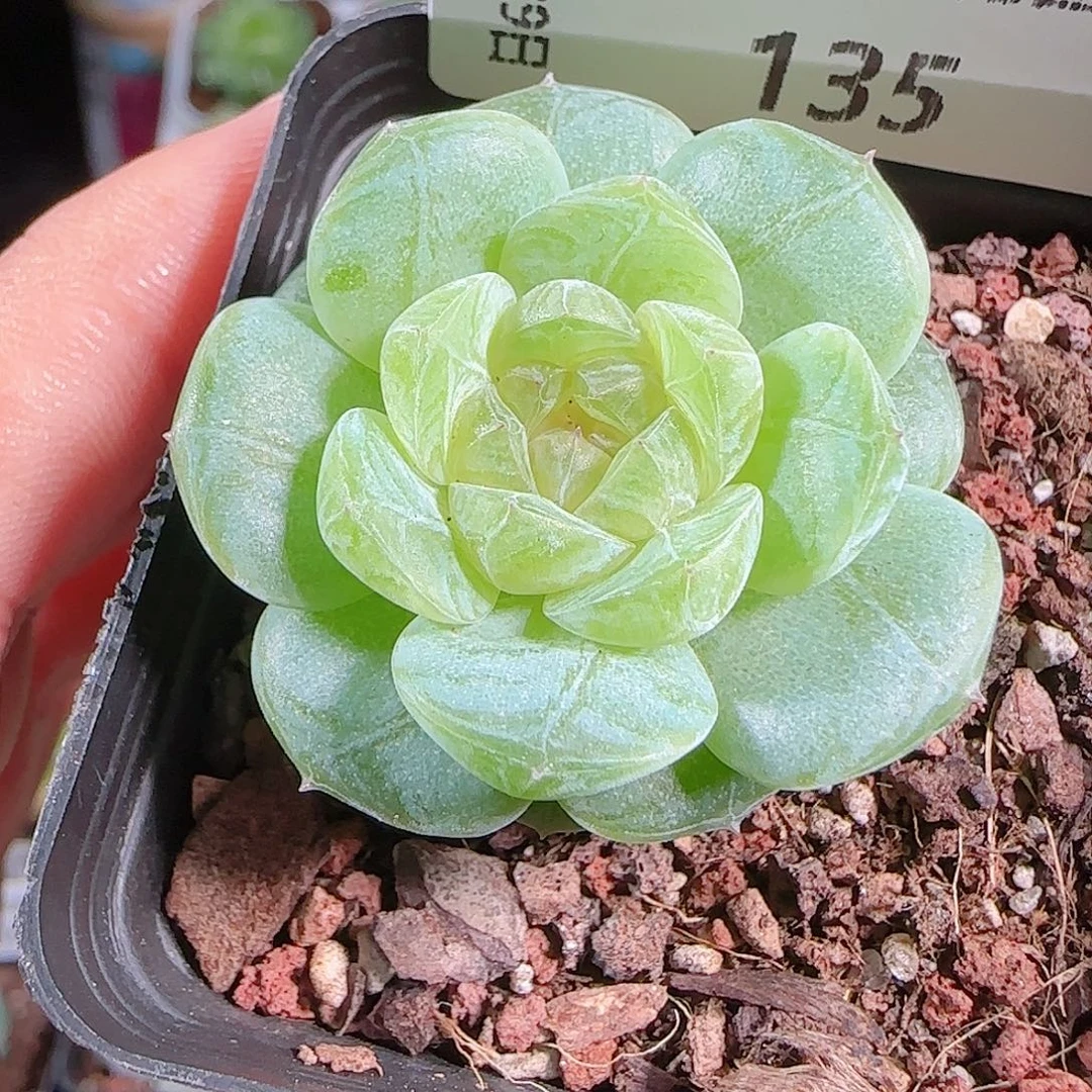 0929---135若梦一物一拍