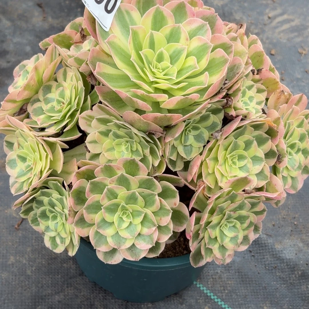 190雨芙蓉多肉植物发货