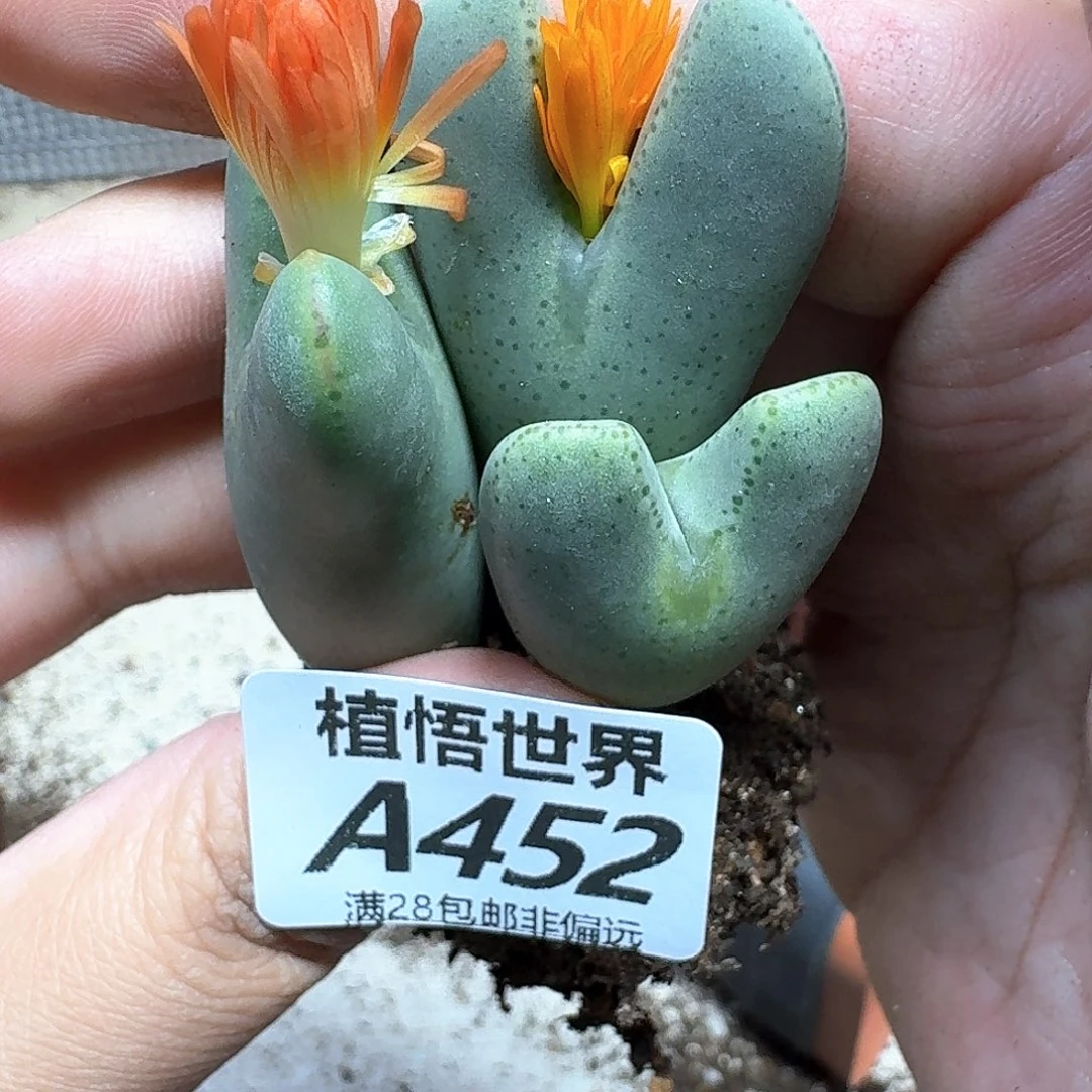 的植物的是fghvhh