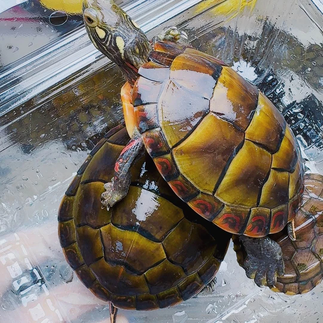 不分公母宠物龟孩*王