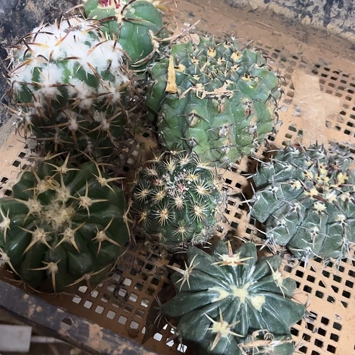 苗接刺球总数七棵
