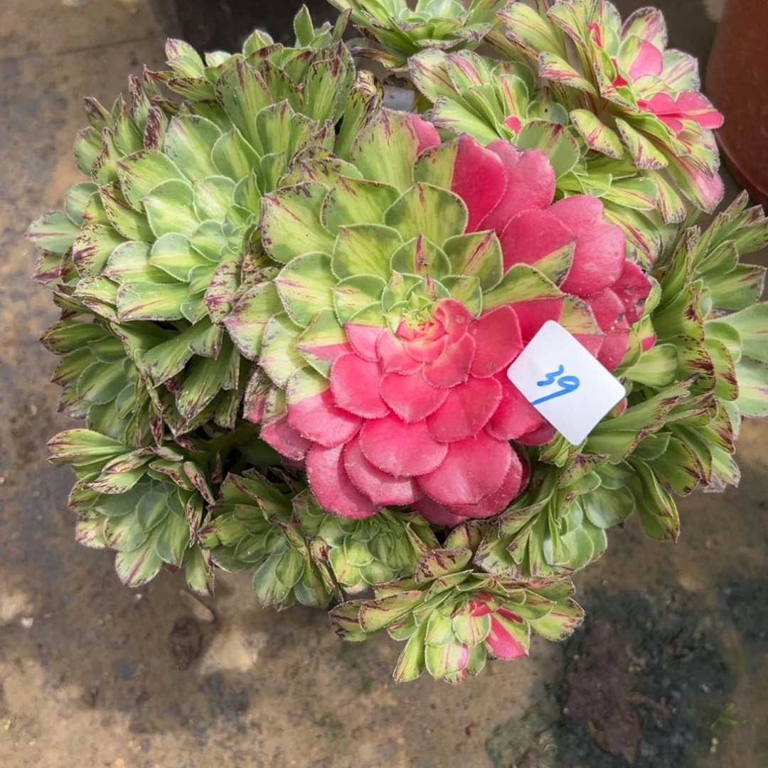 39知否无根多肉植物系