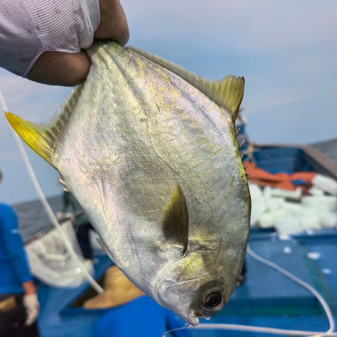 6条海捕金鲳鱼广东海鱼鲜活速冻非活发不帮杀
