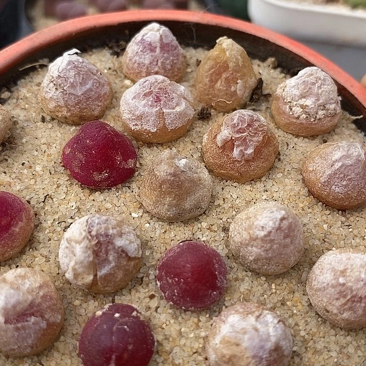 灯泡一组两颗   1厘米以上