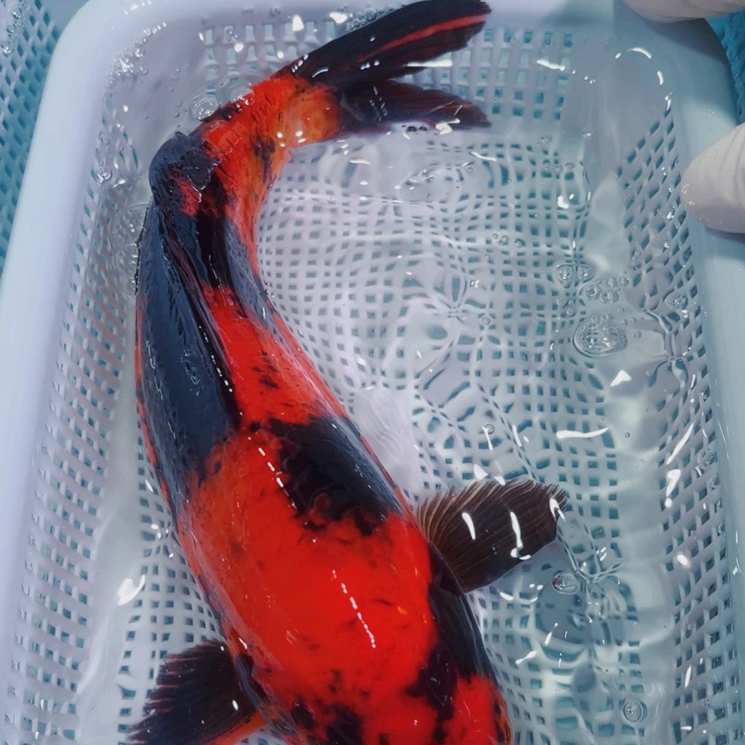 锦鲤锦鲤冷水鱼观赏141