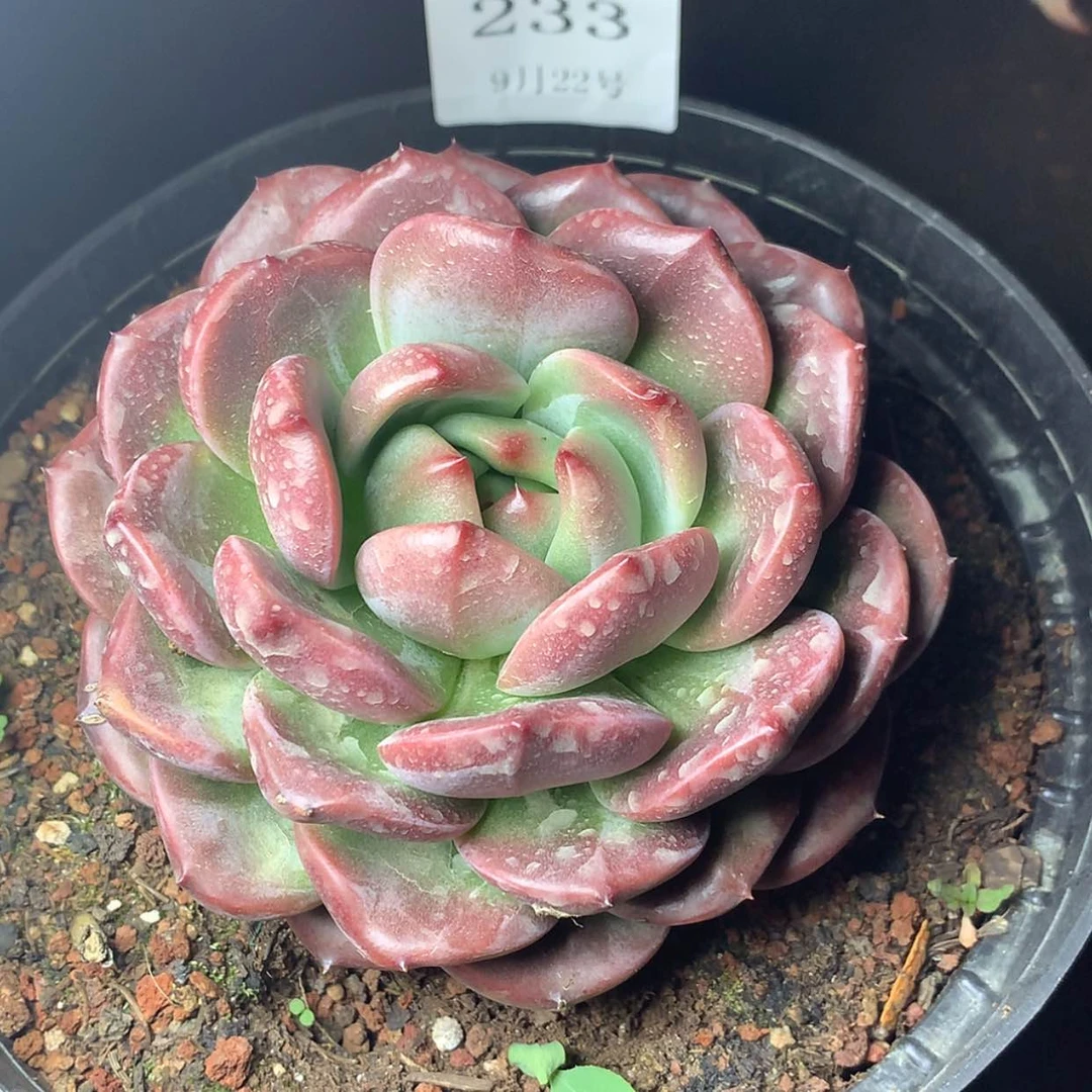【闪购商品】云233号Q橙12厘米
