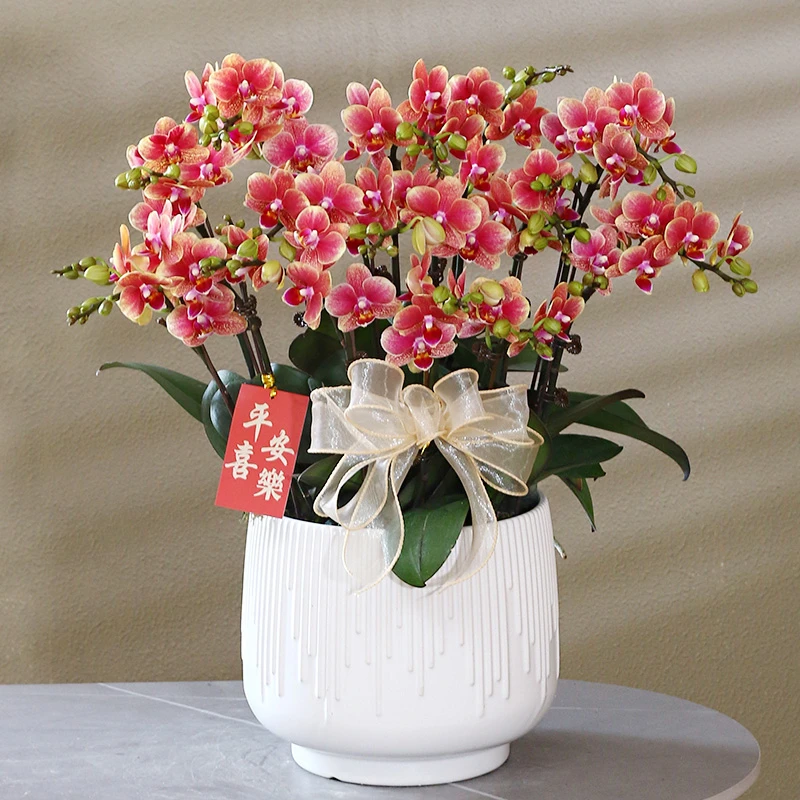 【金蝶】橙色系 蝴蝶兰带花带盆组好伴手礼送礼茶桌客厅美化装饰