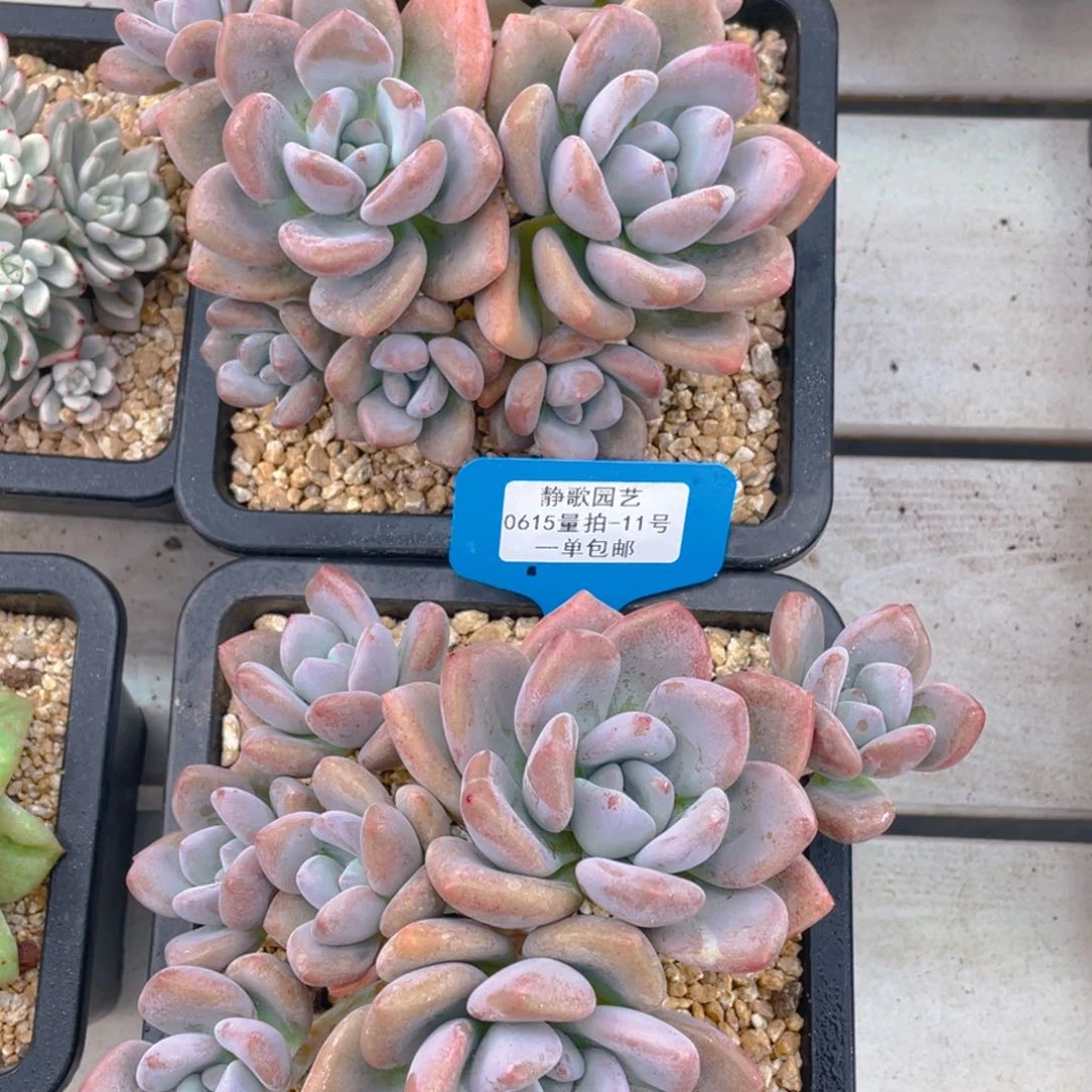 0615-11-奥橙大群老桩一颗