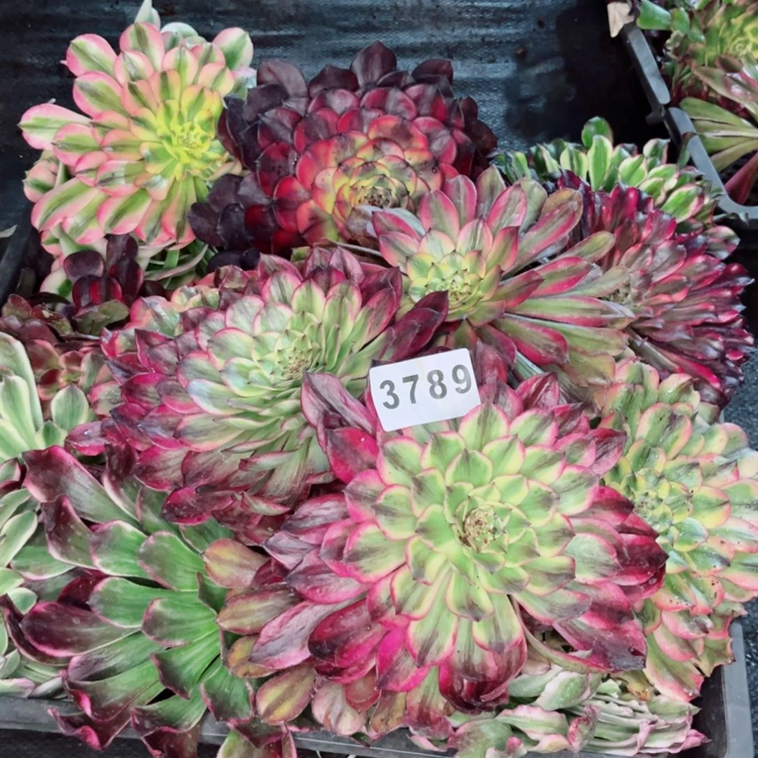 O****O一筐砍头不售后多肉