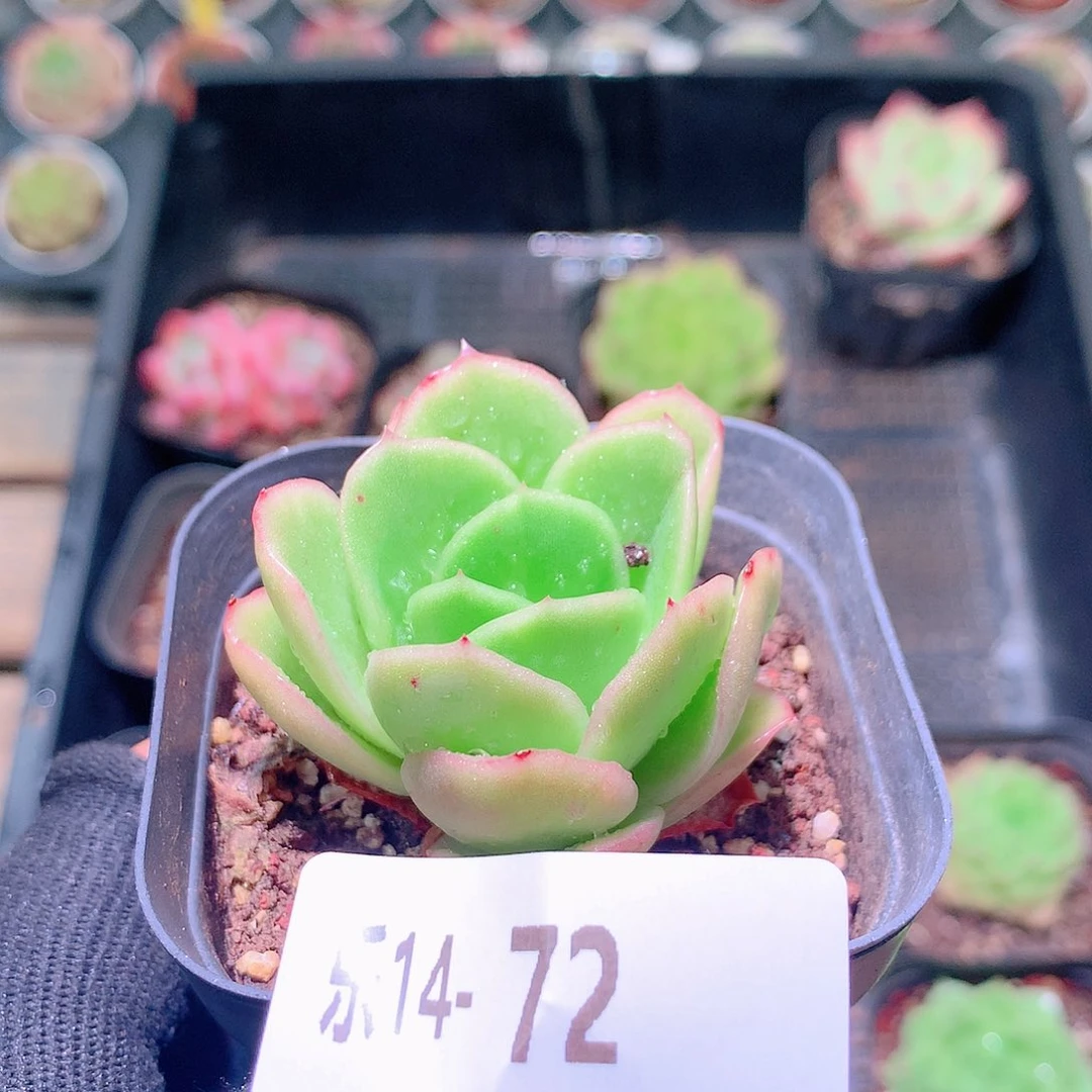 乐然14-72 冰玫瑰