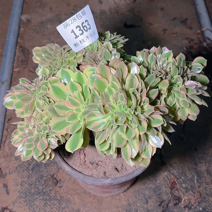 1363维纳缀多肉植物