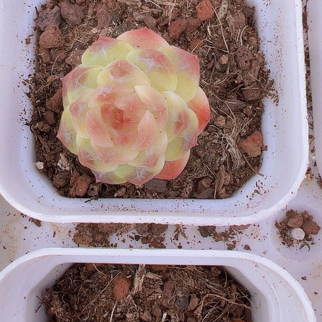 精品珍妮187多肉19包邮