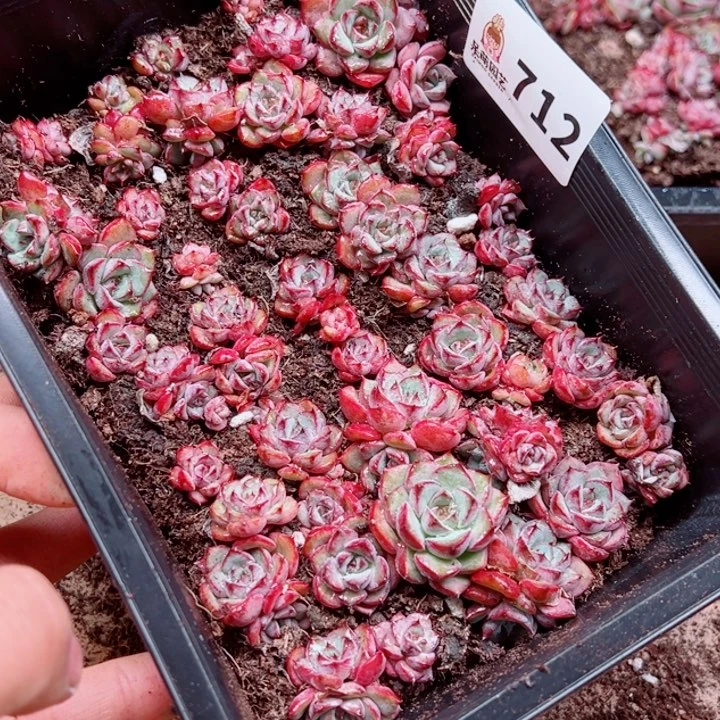 嘴***座多肉植物多肉植物