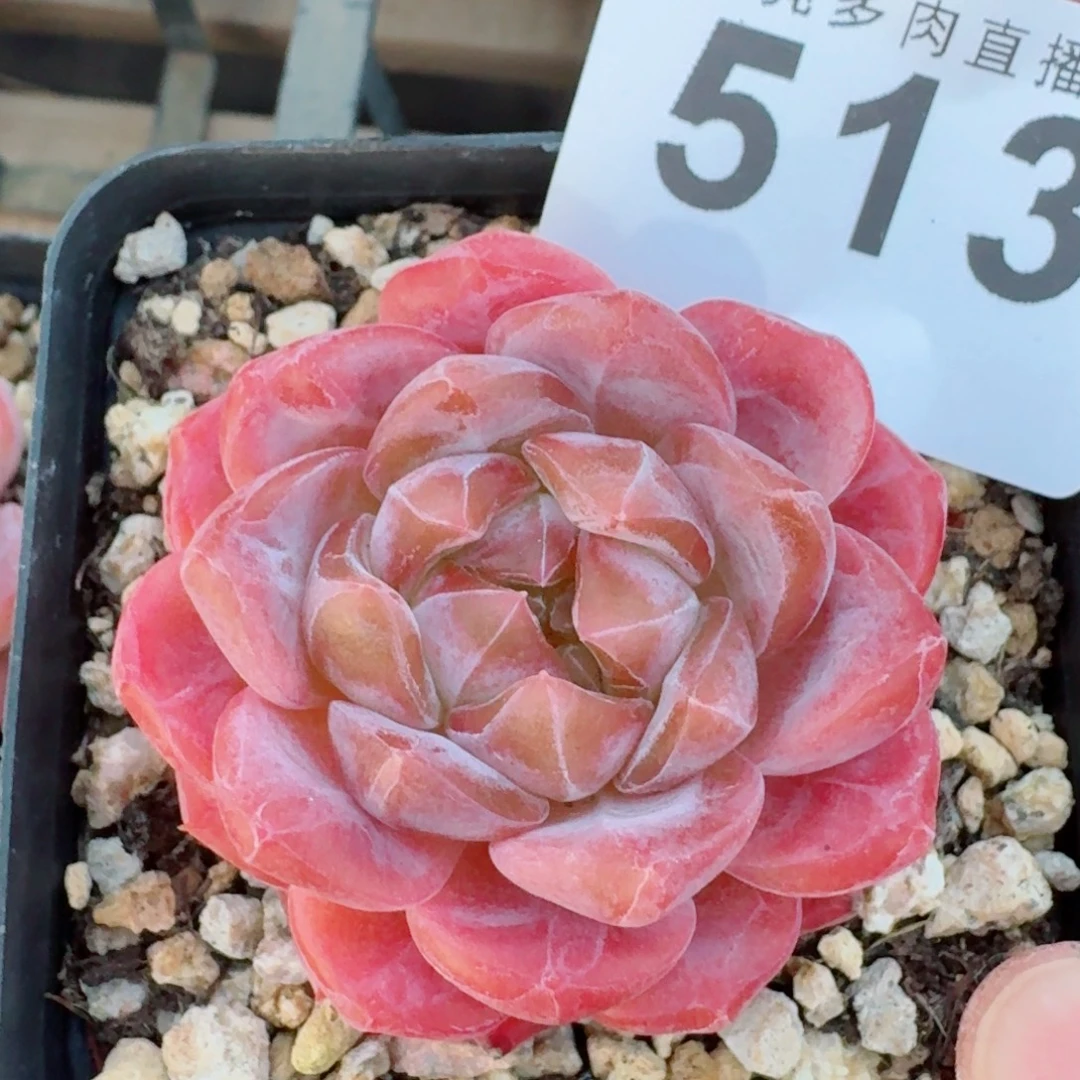 黛玉冰魄            精美多肉植物