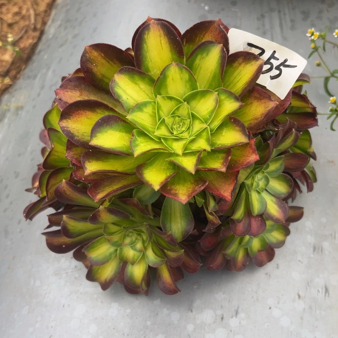 多肉植物755韶华得