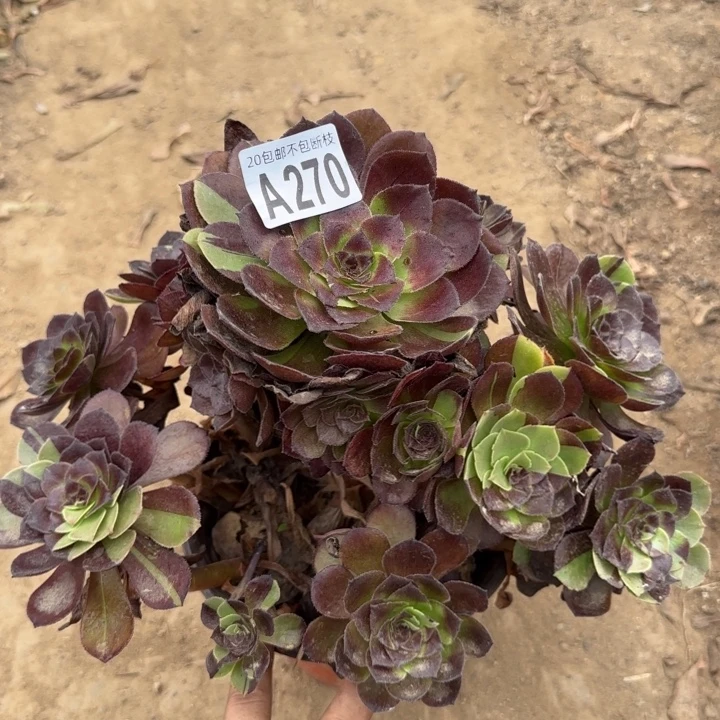 黑寡妇……多肉植物……