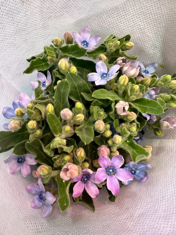 兰星花摆花瓶送朋友