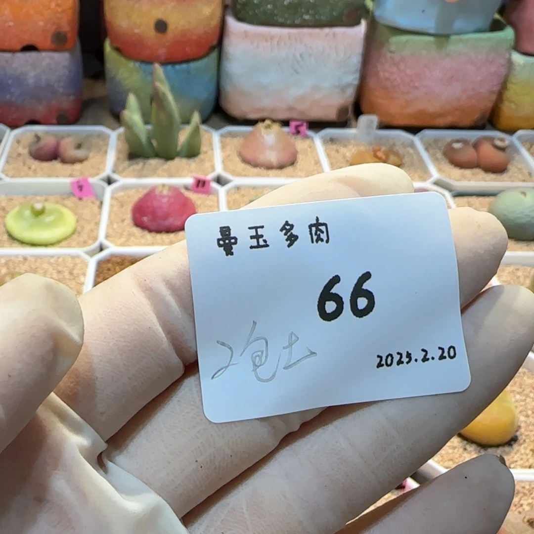 8****方多肉多肉多肉2.20-066