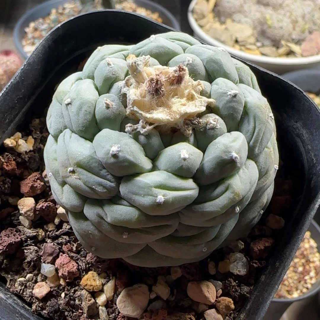 014自根草球多肉5.4厘米