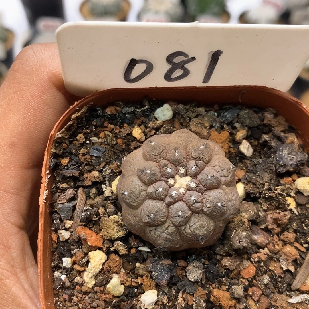 081实生蜥蜴皮福利特价咯