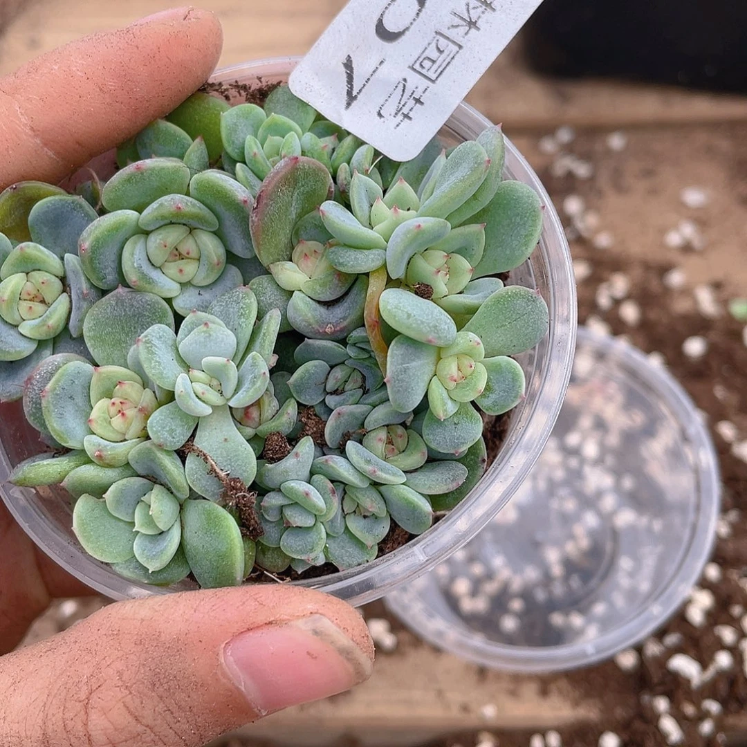 多肉植物多肉植物407