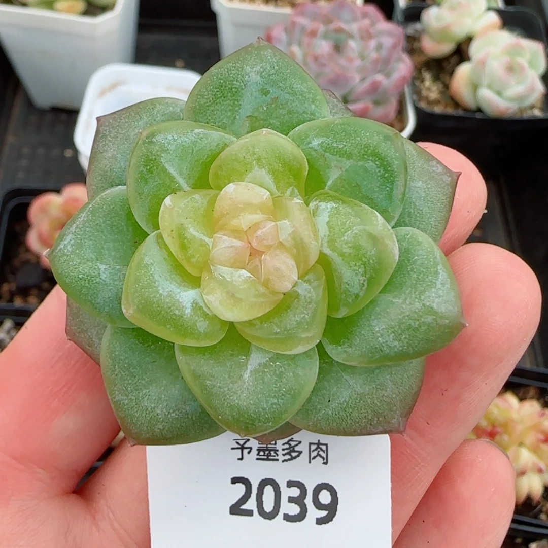 孤品珍妮，2039多肉植物