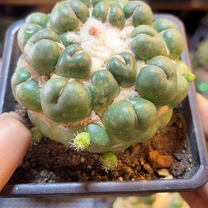 自根无刺象牙丸8公分1颗
